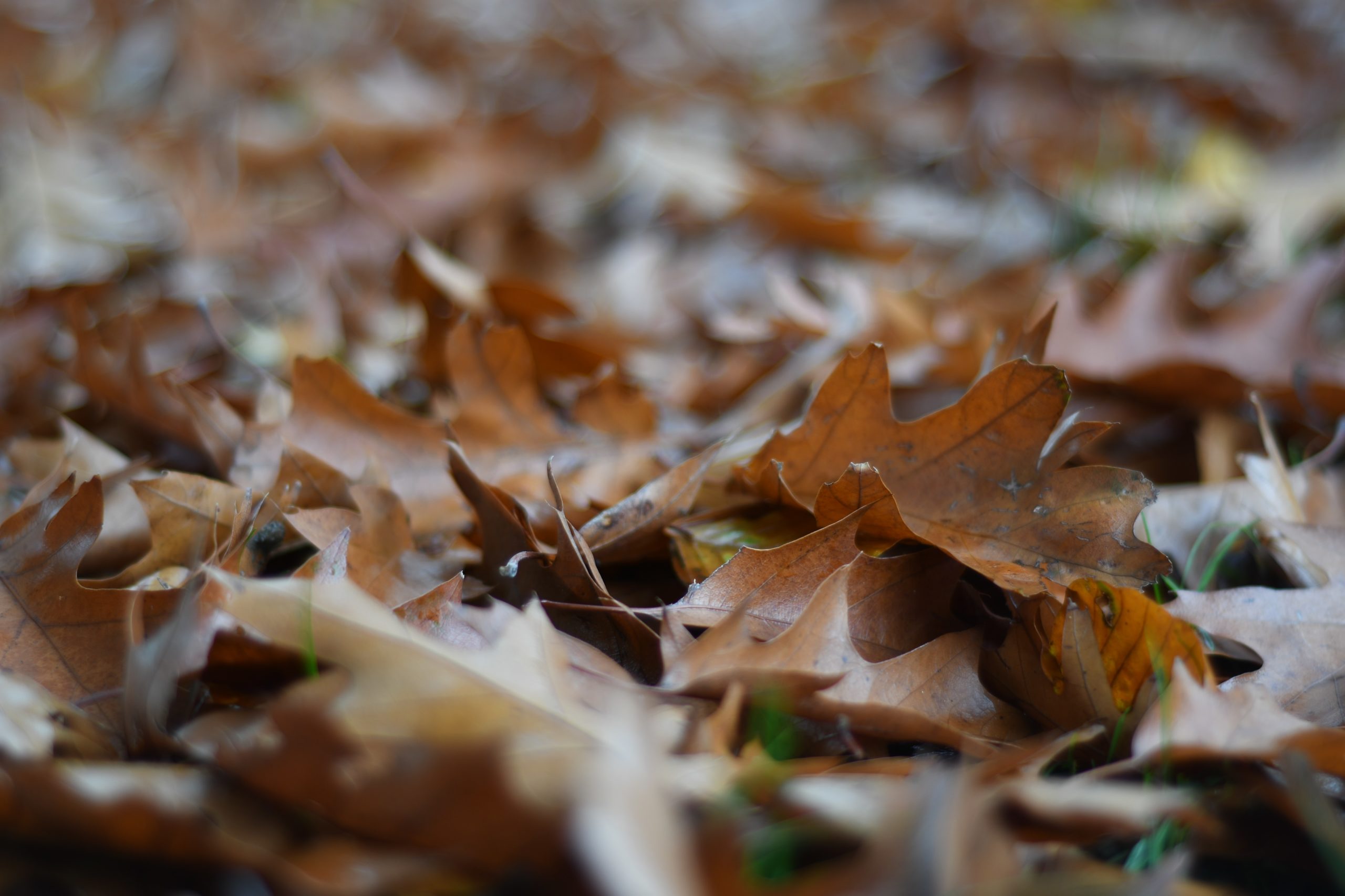 Dead tree leaves